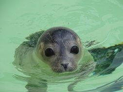 baby seal in the North Sea