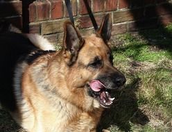 German shepherd stands on green grass