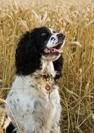 black and white english spaniel on a wheat field