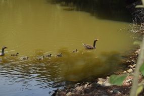 pretty and cute Lake Ducks