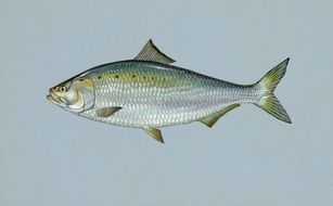 Alosa, Fish on gray background, illustration