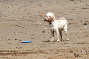 charming Dog on Beach