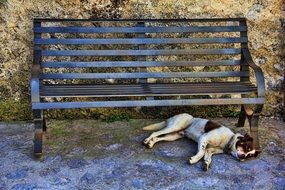 the dog rests under the bench