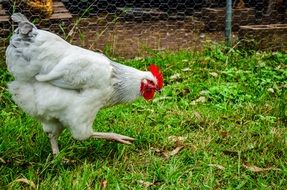 white chicken grazes in an aviary