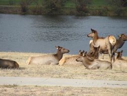 Elk wildlife Animal