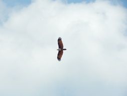 Eagle Bird on sky