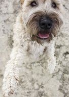 Jumping happy dog