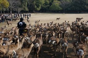 shepherd and herd of deer in Japan