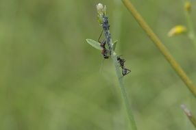 Ant on the lavender