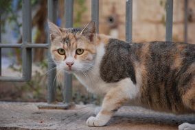 cat in the courtyard