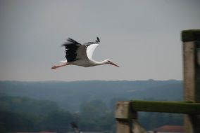 white stork flies over the city