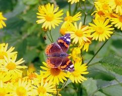 beautiful and cute orange Butterfly