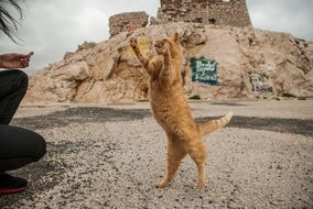 Funny orange kitten