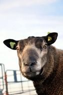 sheep head against the sky