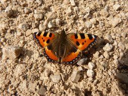 orange colorful butterfly