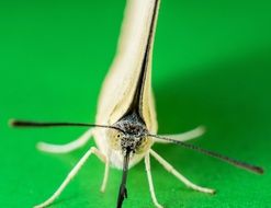 white butterfly with folded wings on green surface