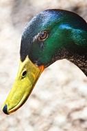 green head of a drake close-up