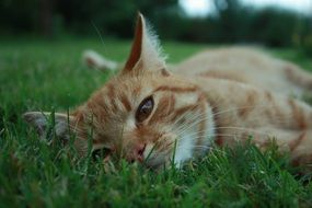 lazy cat on green grass close up
