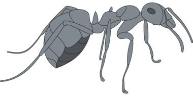 Gray Ant drawing