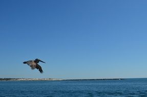 Birds Pelican