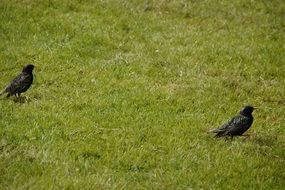 two black birds on green grass