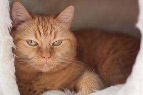 red Cat lazy pose closeup