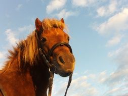 portrait of a brown pony