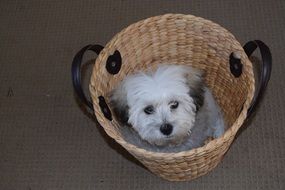 Cute puppy sits in the basket