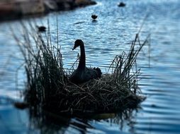 landscape of black swan is resting on a small island
