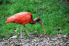 Picture of the exotic Red Ibis bird