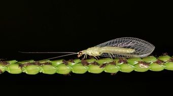 winged insect on a green plant