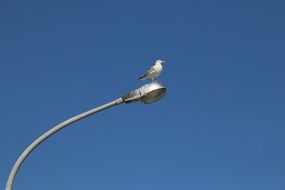 the seagull is sitting on a metal lamppost