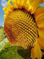 ripening sunflower