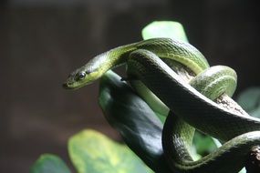 venomous snake on a green plant close-up on blurred background