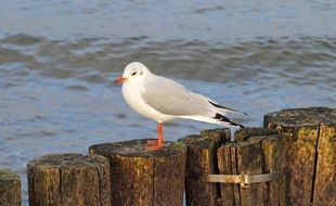 white with grey wings Seagull perched weathered wooden pole at water