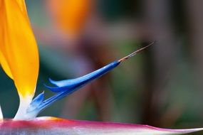 blue orange strelitzia