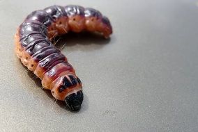 Caterpillar macro foto