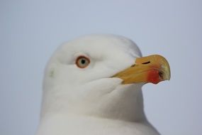 white seabird with large beak close-up