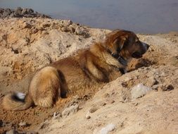 the dog is lying on the sand