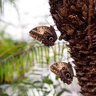 Couple of the butterflies