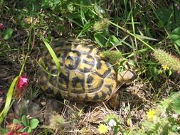 turtle among green plants