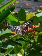 Picture of Butterfly Flower