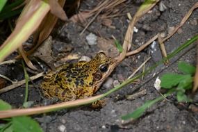 frog on the ground among green plants