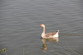 a duck swims