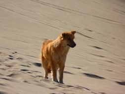 red dog in the sand dunes