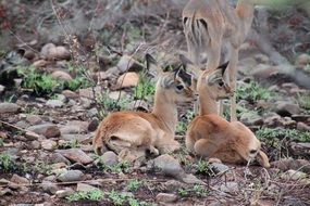 antelopes lie on the ground in the wild, south africa