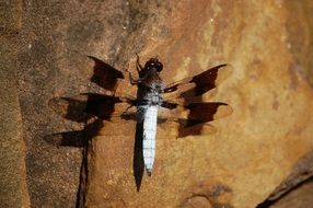 Dragonfly sitting on a rock