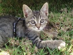 Cute cat on meadow