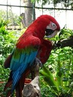 Sweet colorful macaw parrot