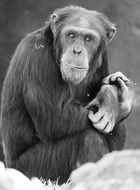 monkey in black and white background